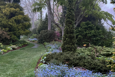 Make a Big Impact with Forget-me-nots
